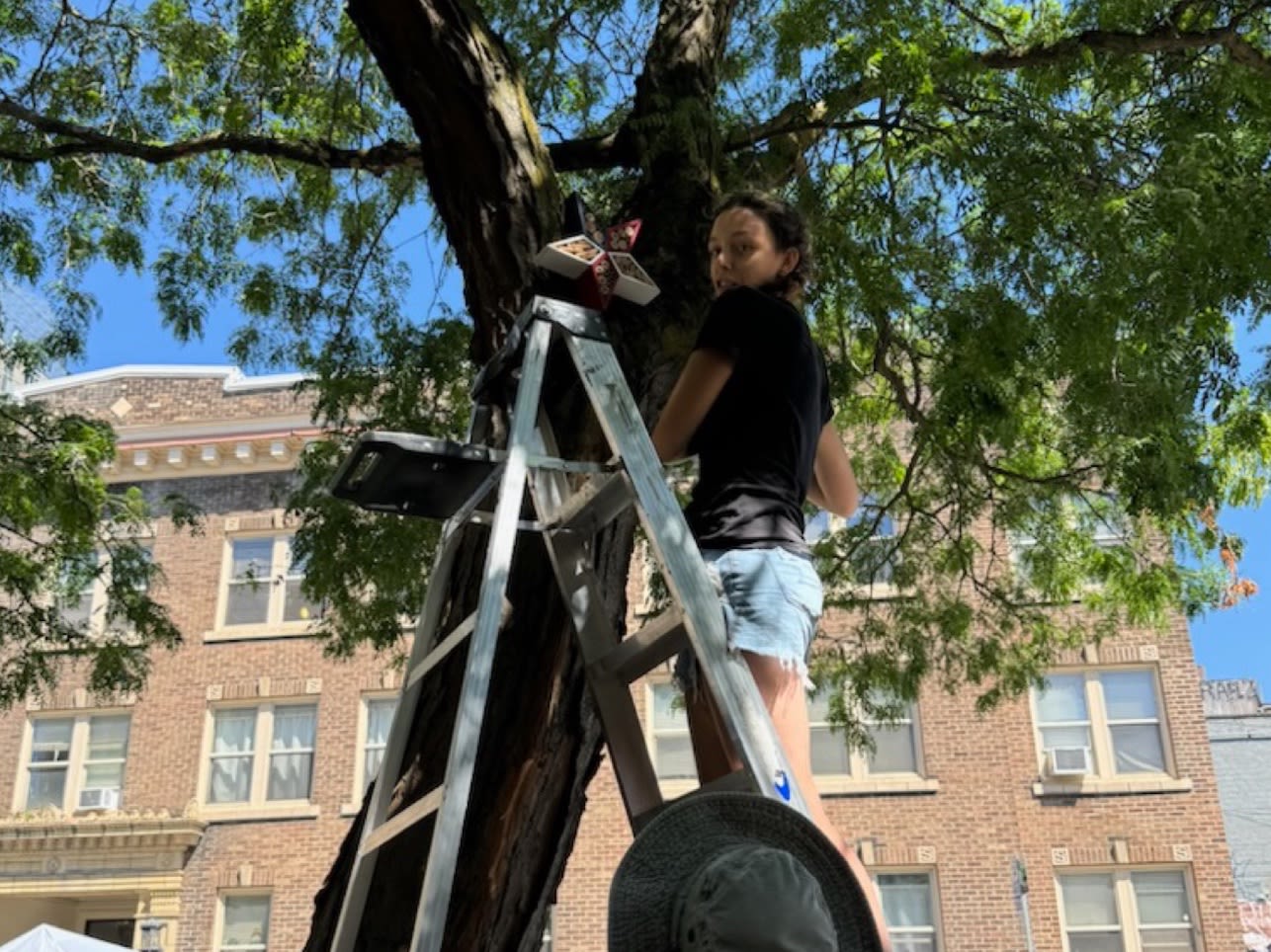 Installing bee houses